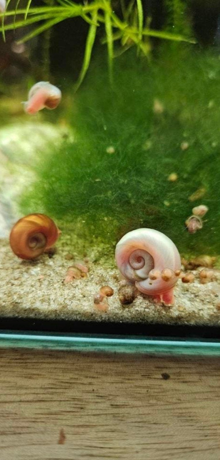 ( 📨📬) Diverse kleuren jonge posthoornslak / aquariumslakke, Ophalen of Verzenden, Nieuw, Plant(en), Steen of Hout