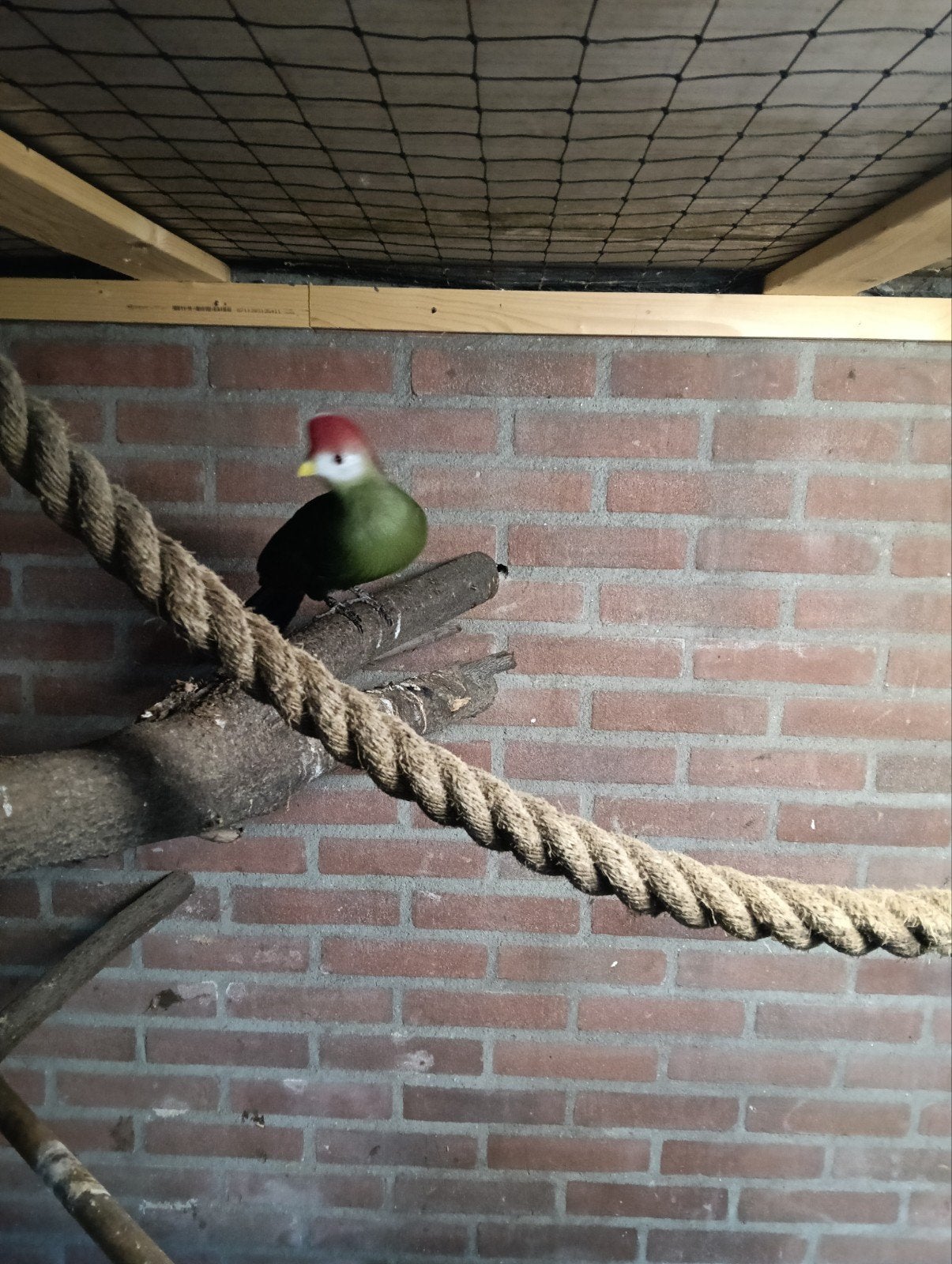 Toerako roodkuif, Mannelijk, Geringd