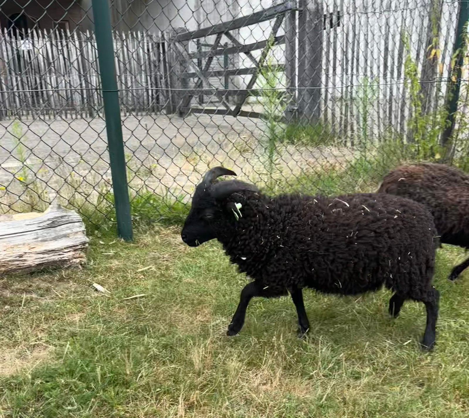 Oueassaint ram zwart, gebroren in febrari, Mannelijk, Schaap