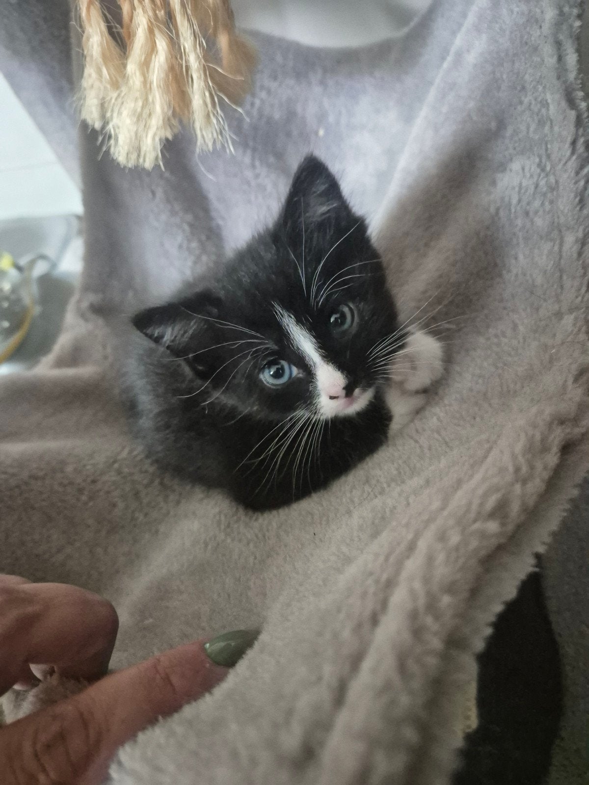 4 kittens NOG 1 BESCHIKBAAR, Dieren en Toebehoren, Meerdere dieren