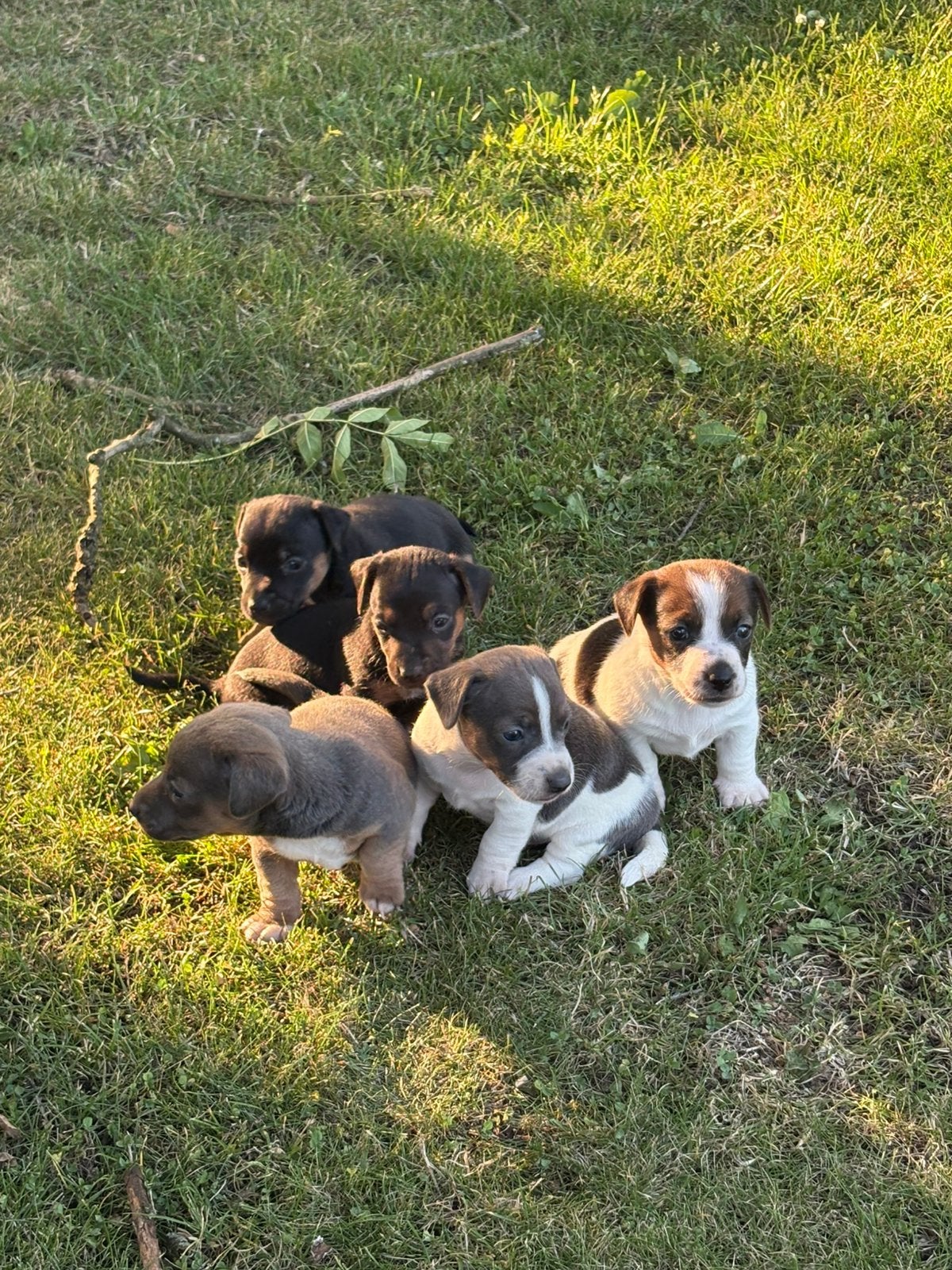 Jack russell pups, Dieren en Toebehoren, Honden | Jack Russells en Terriërs, Meerdere dieren, Jack Russell Terriër, Particulier