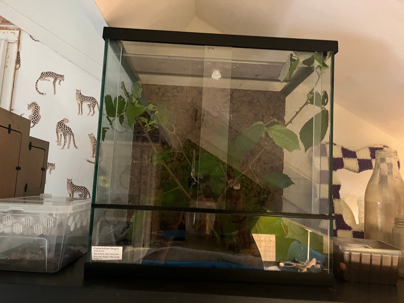Limogisi wandelende bladeren met terrarium, Wandelende tak