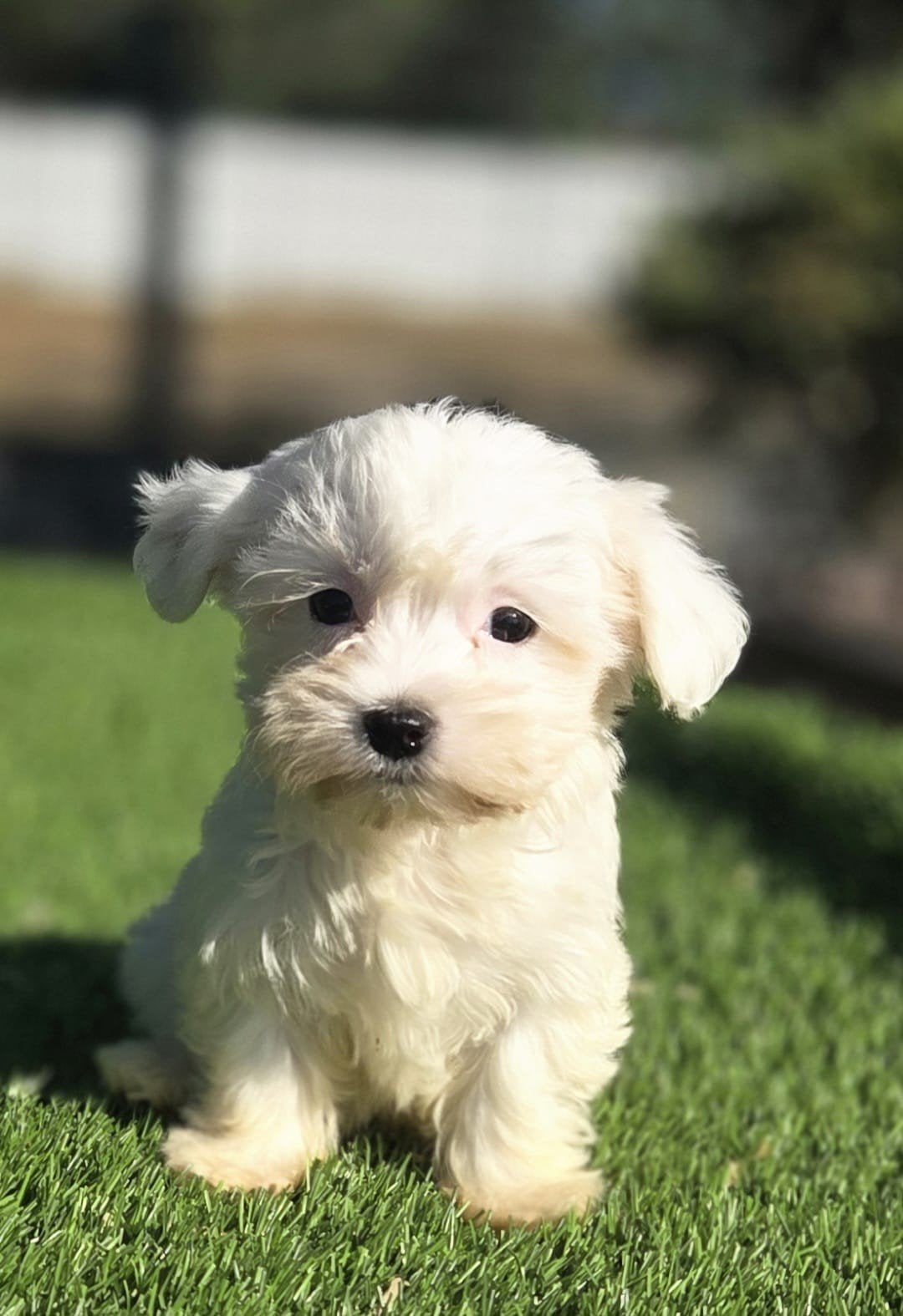 te koop leuke Maltezer pups, Dieren en Toebehoren, Parvo, Nederland, Overige rassen, 8 tot 15 weken