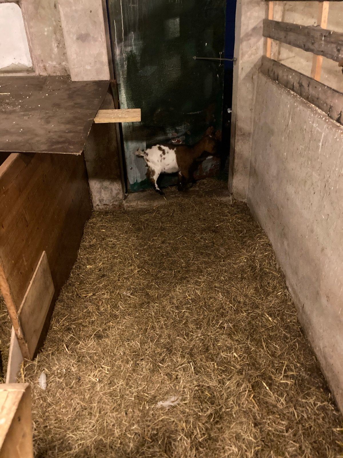 Dwerggeit, Dieren en Toebehoren, Vrouwelijk, Geit, 0 tot 2 jaar