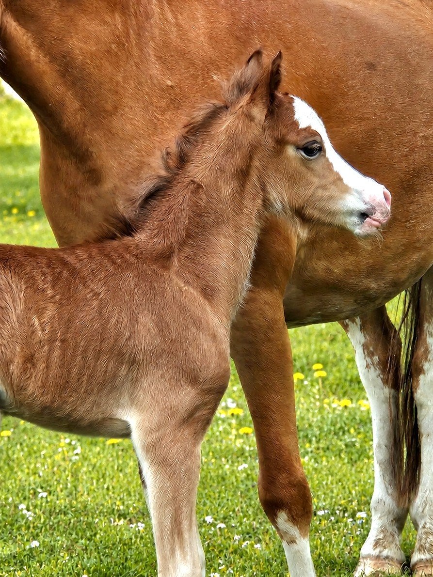 Schitterend vos Welsh A merrieveulen, Dieren en Toebehoren, Hengst