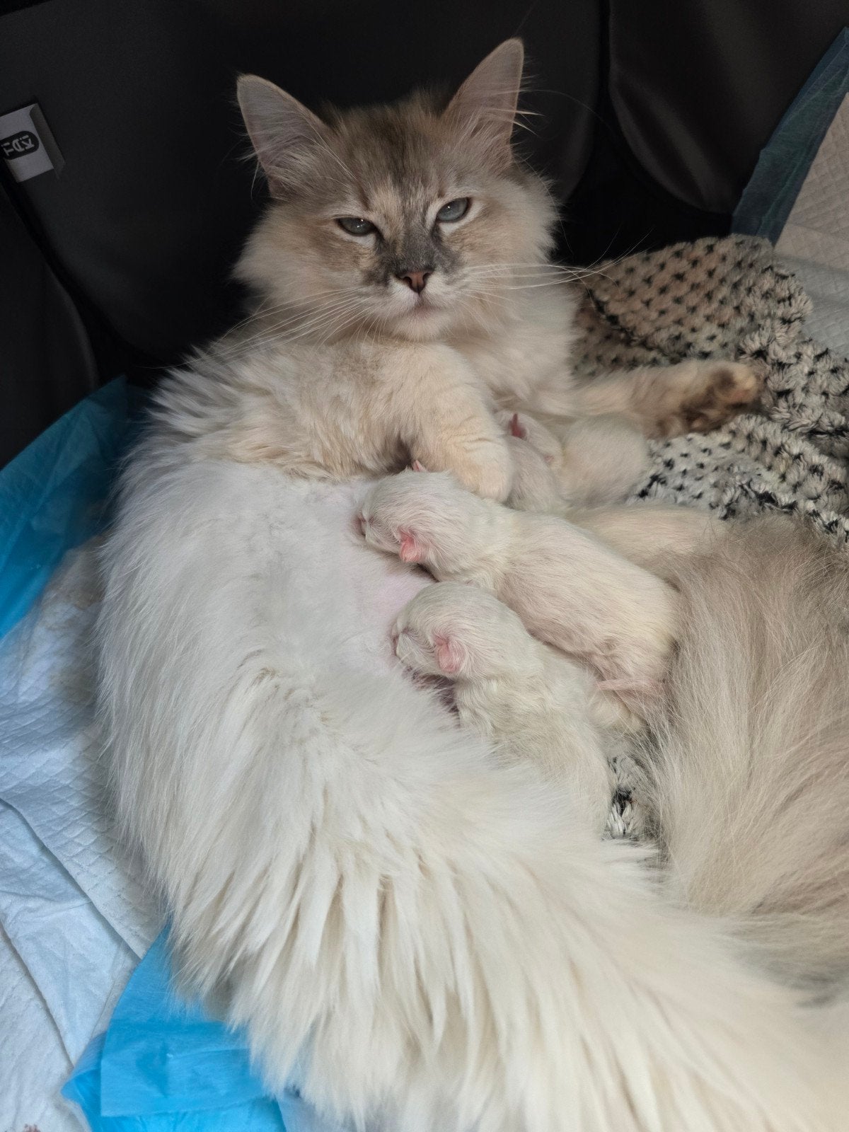 Raszuivere Ragdoll kittens, Dieren en Toebehoren, Katten en Kittens | Raskatten | Langhaar, Ontwormd