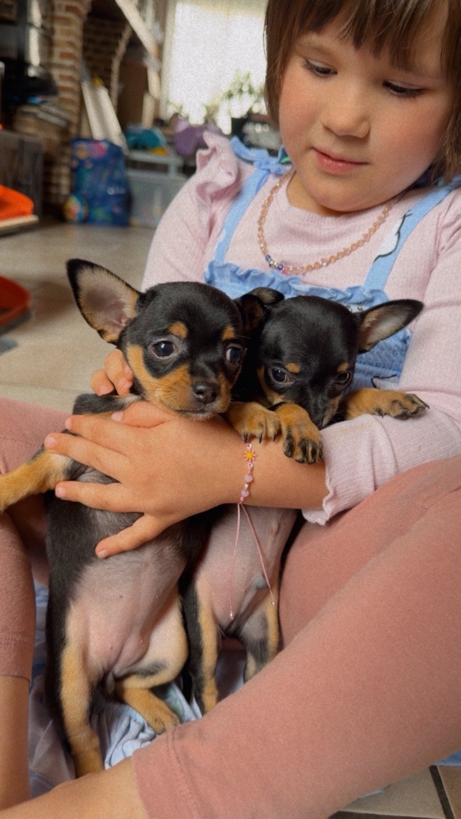 Dwerg pincher pups, België, Particulier, HCC (leverziekte), Overige rassen