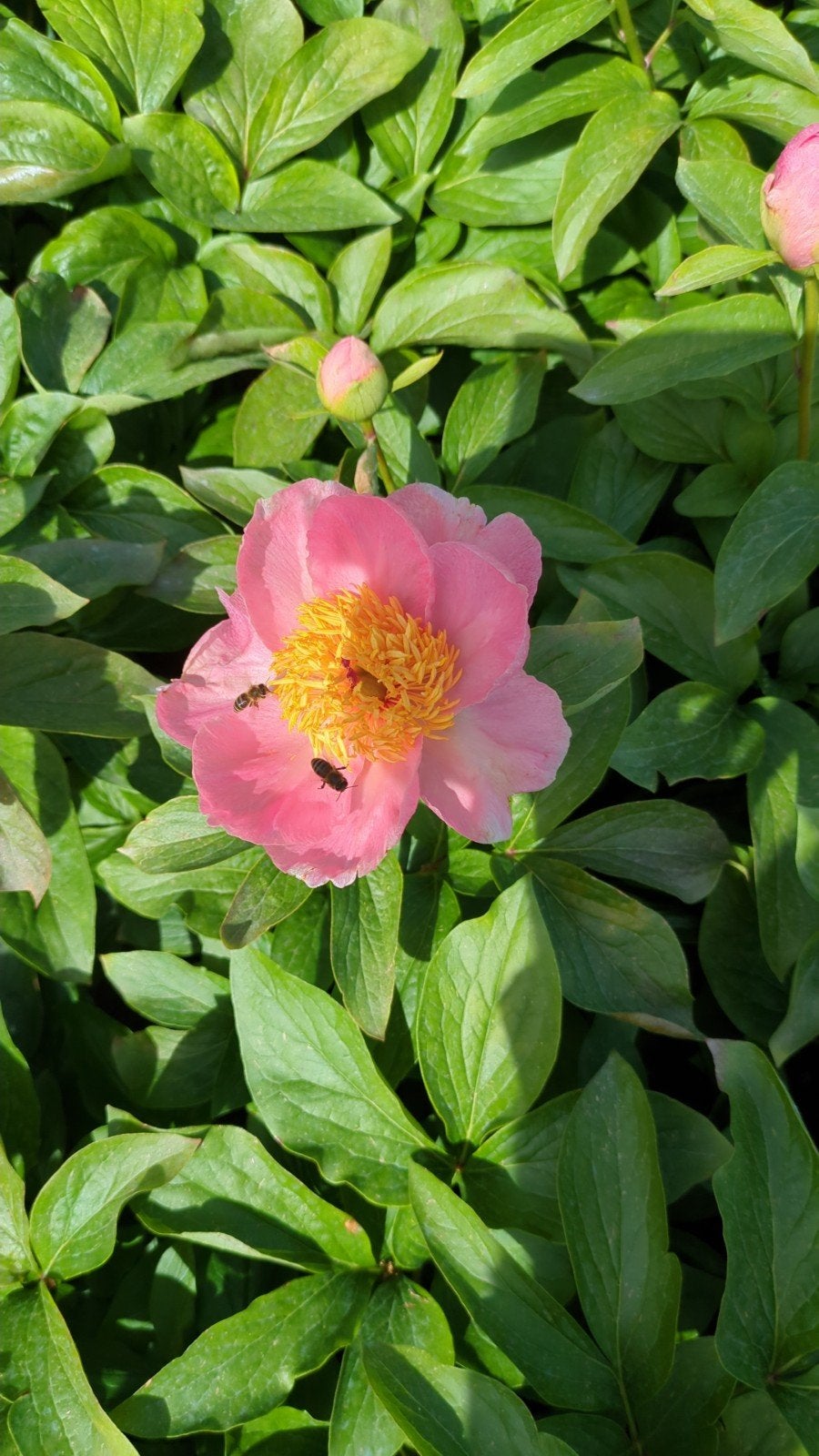 Pioenrozen Sugar 'N Spice, Ophalen of Verzenden, Volle zon