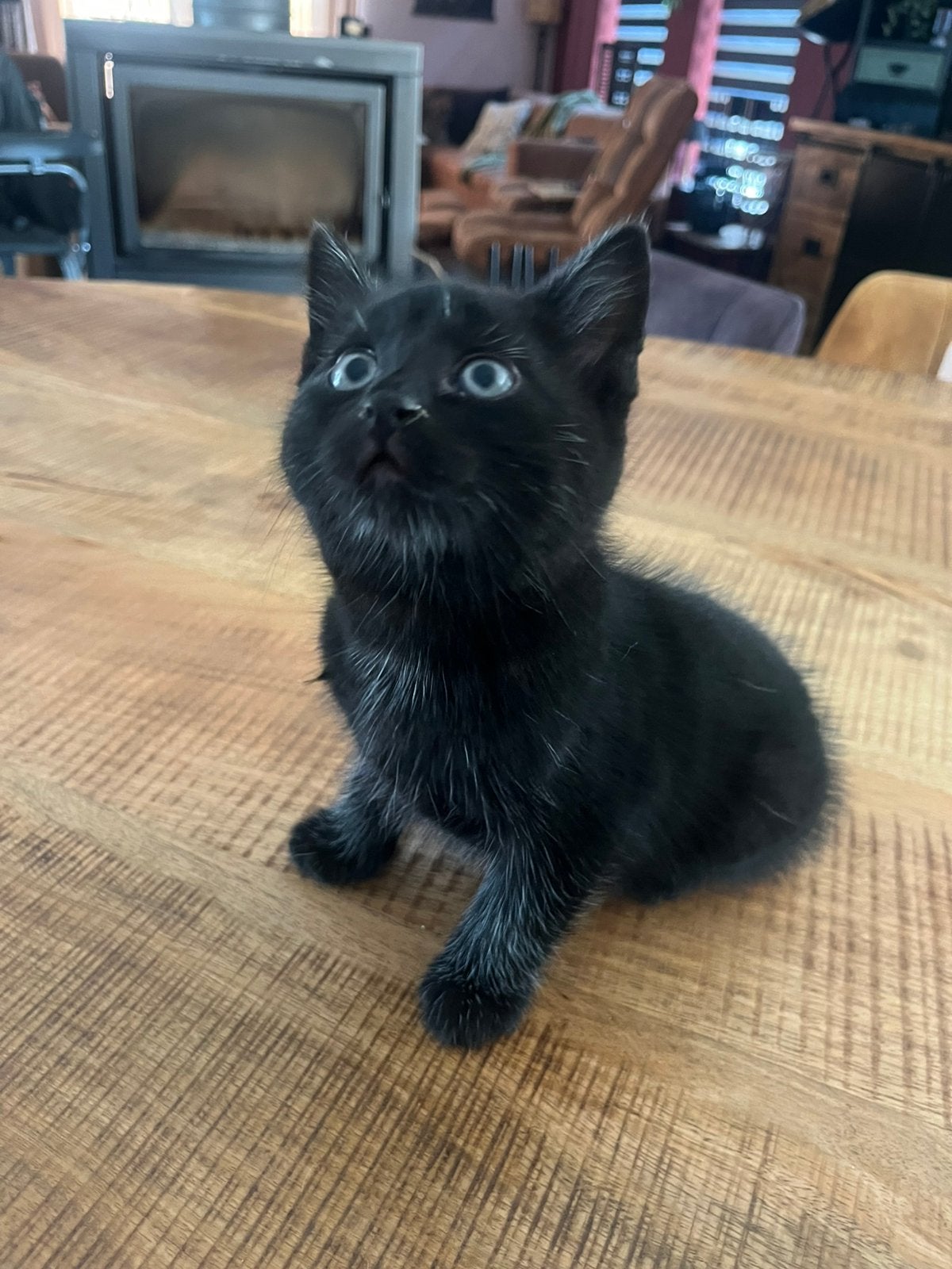 Kittens, Meerdere dieren