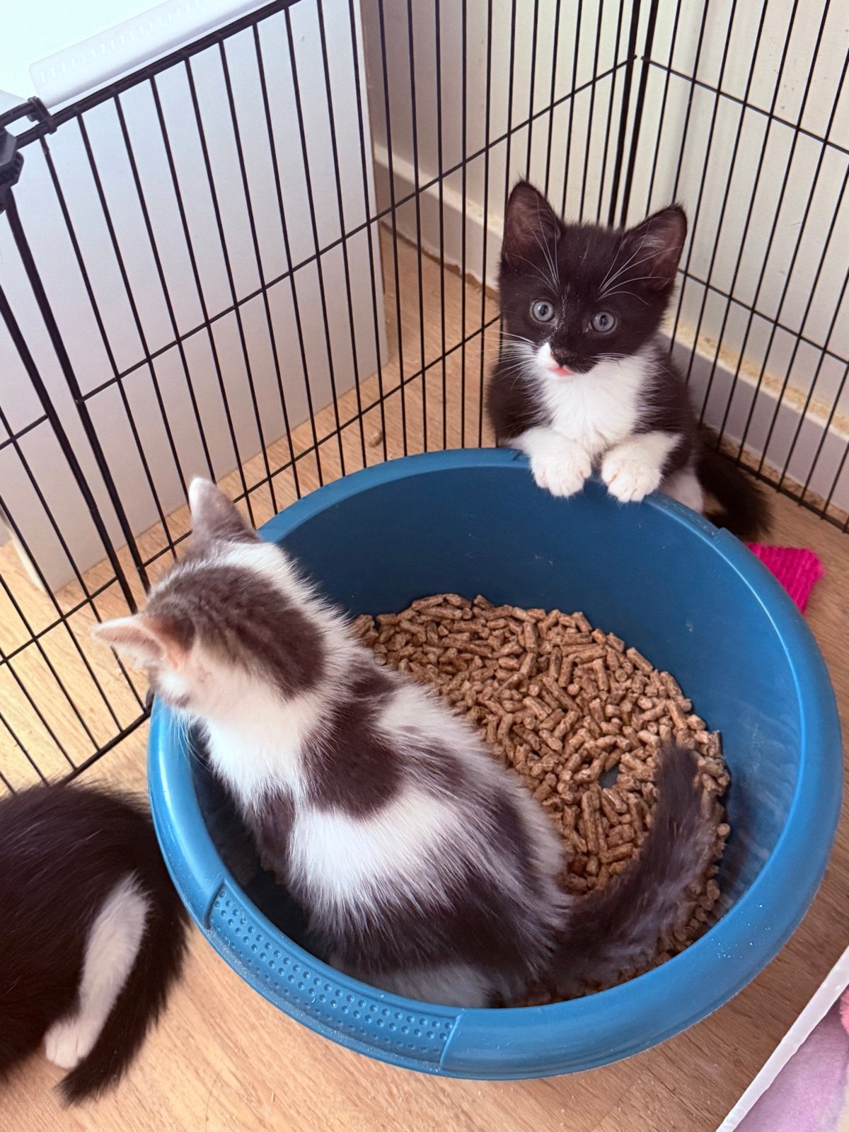 Foto 10 van Kittens mogen het nestje verlaten.