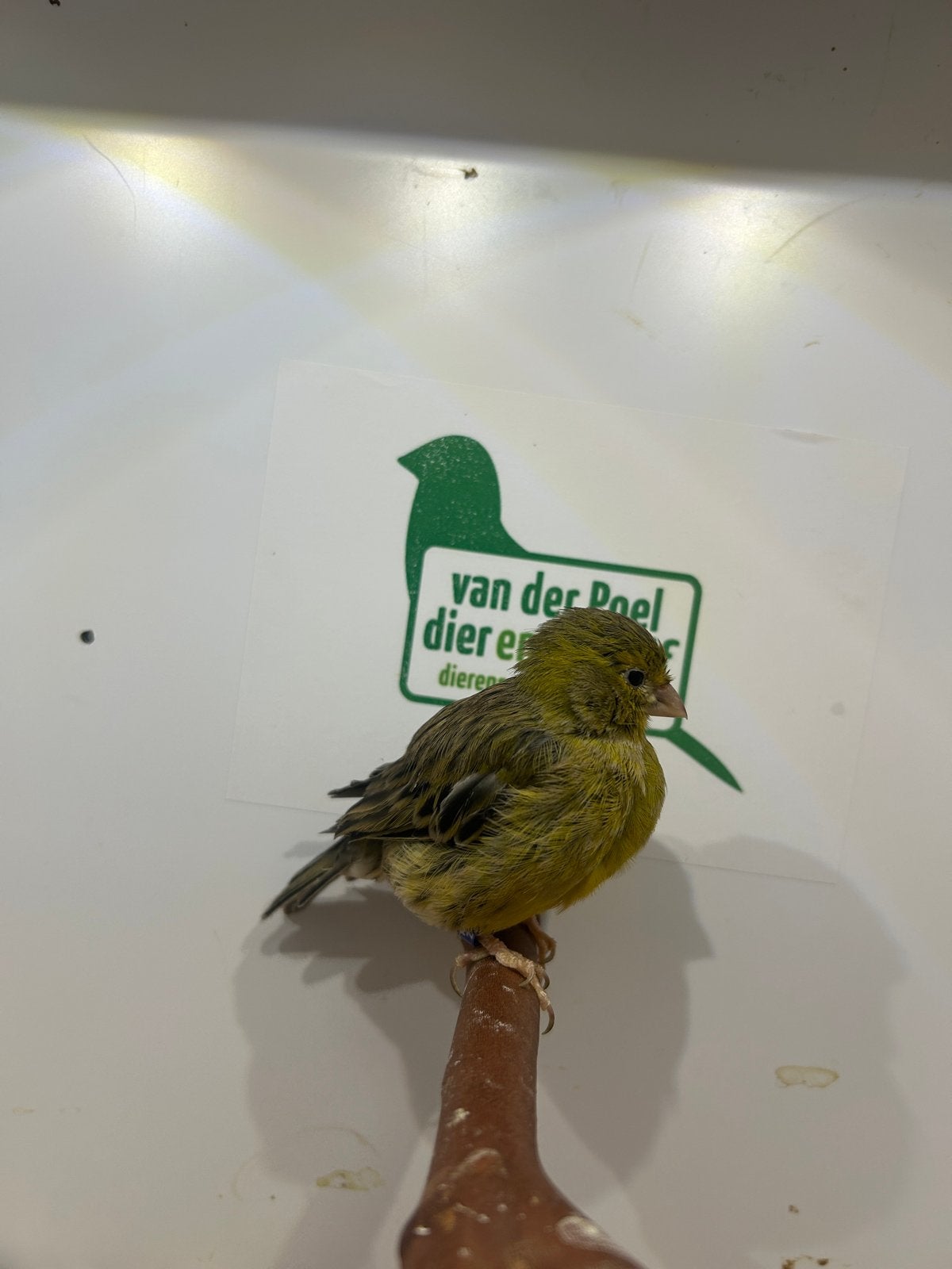 Five fancy, Dieren en Toebehoren, Vogels | Kanaries, Meerdere dieren, Postuurkanarie