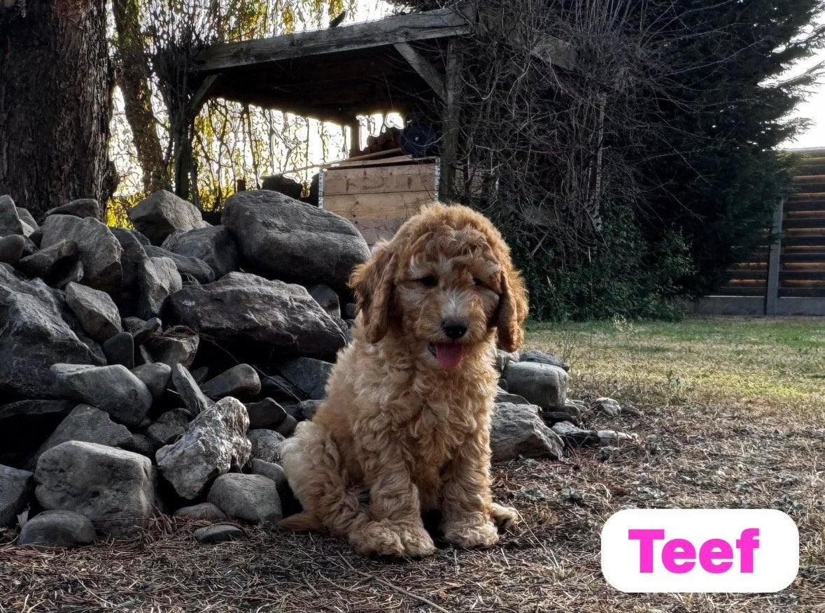 Australian Labradoodle, Dieren en Toebehoren, Parvo, Overige rassen, 8 tot 15 weken, Meerdere