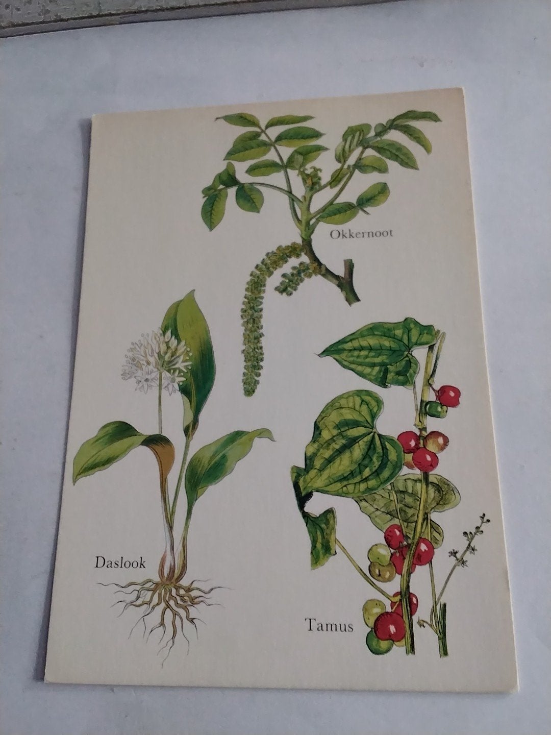 Ansichtkaart Daslook Okkernoot Tamus Stichting Steunfonds, Ophalen of Verzenden, 1960 tot 1980, Ongelopen, Natuur