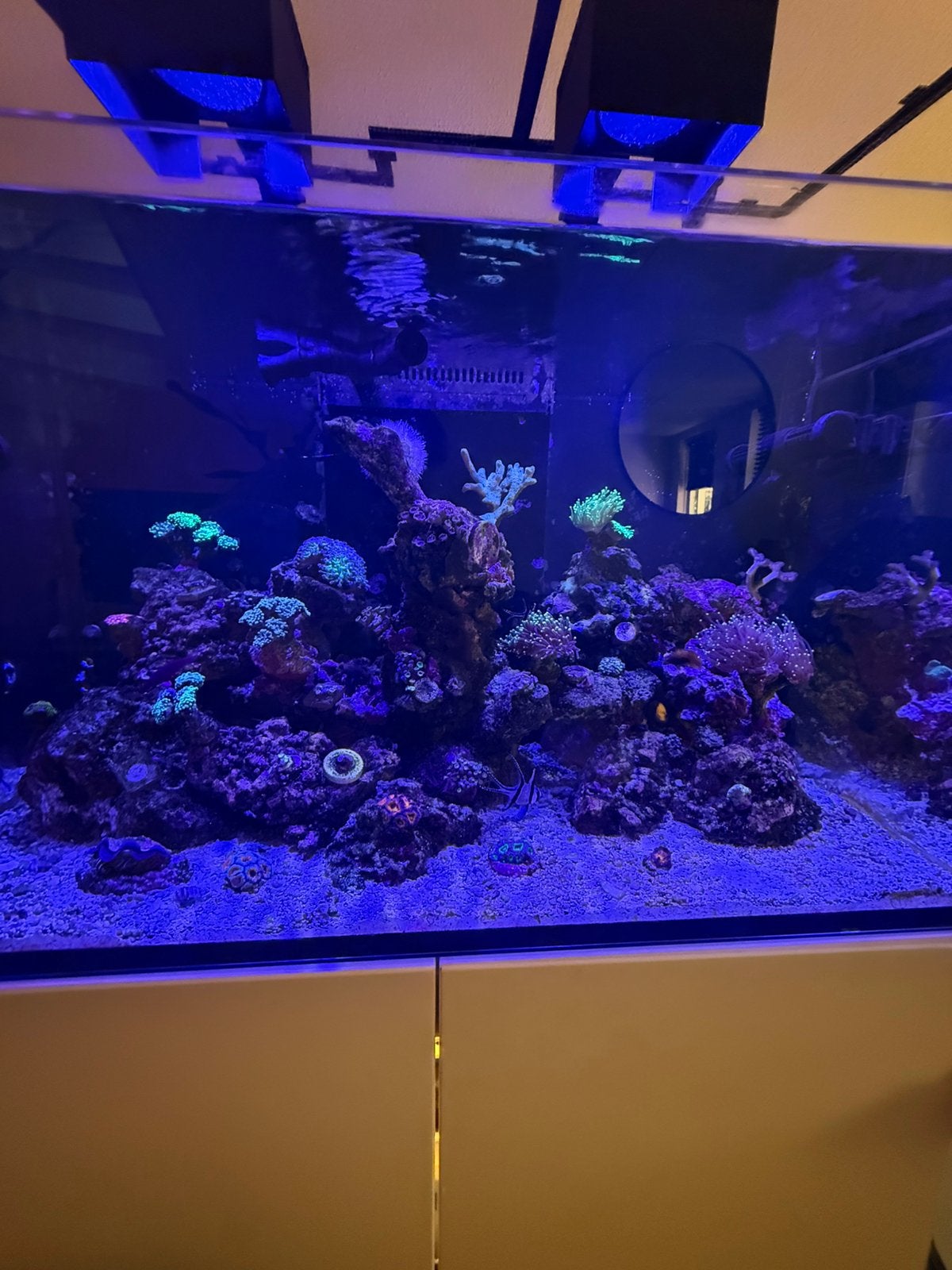 Compleet Red Sea 250 aquarium!, Ophalen, Red Sea, Gevuld zeewateraquarium, Inclusief vissen