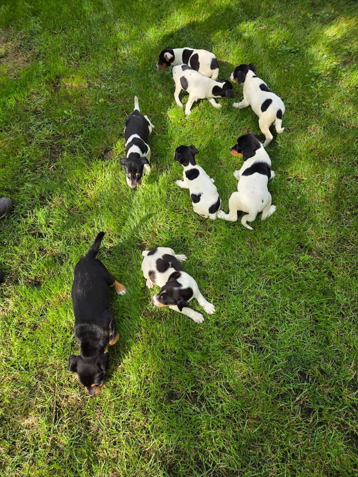 nest boerenfox pups puppies driekleurig, 8 tot 15 weken, Parvo, Meerdere, Meerdere dieren