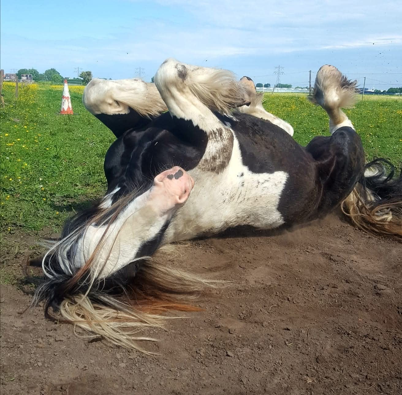 Tinker, Minder dan 160 cm, Met stamboom, Ruin, Zadelmak