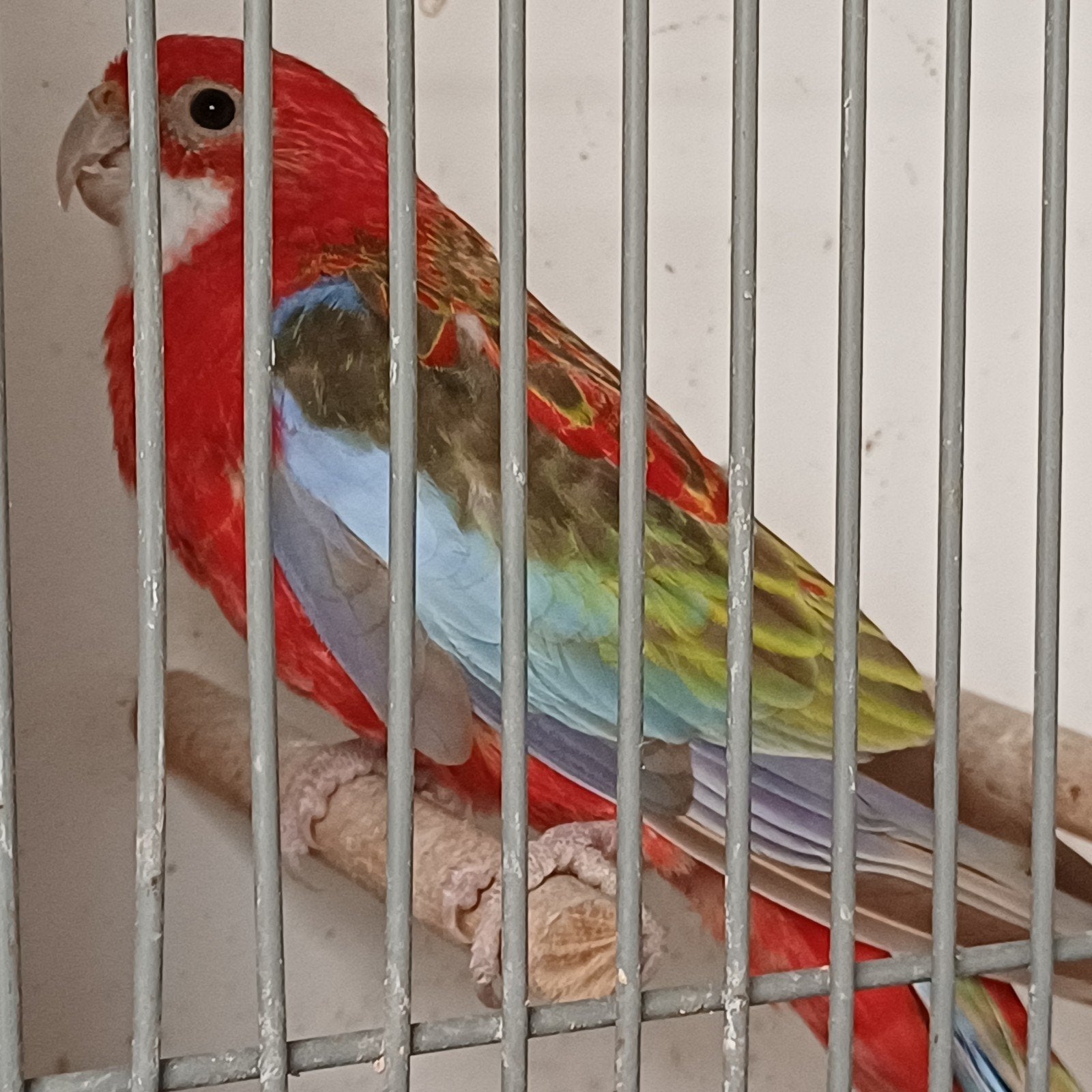 prachtige bewezen Rosella pop, Mannelijk, Parkiet, Geringd