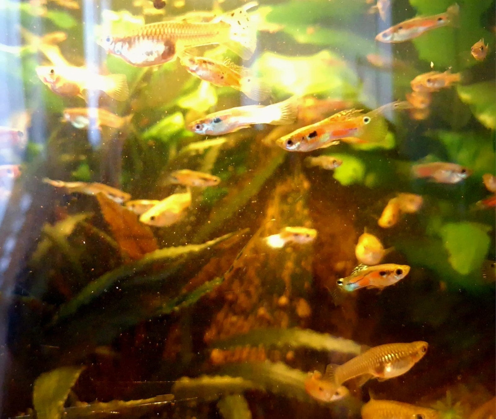 Guppies gratis af te halen, Vis