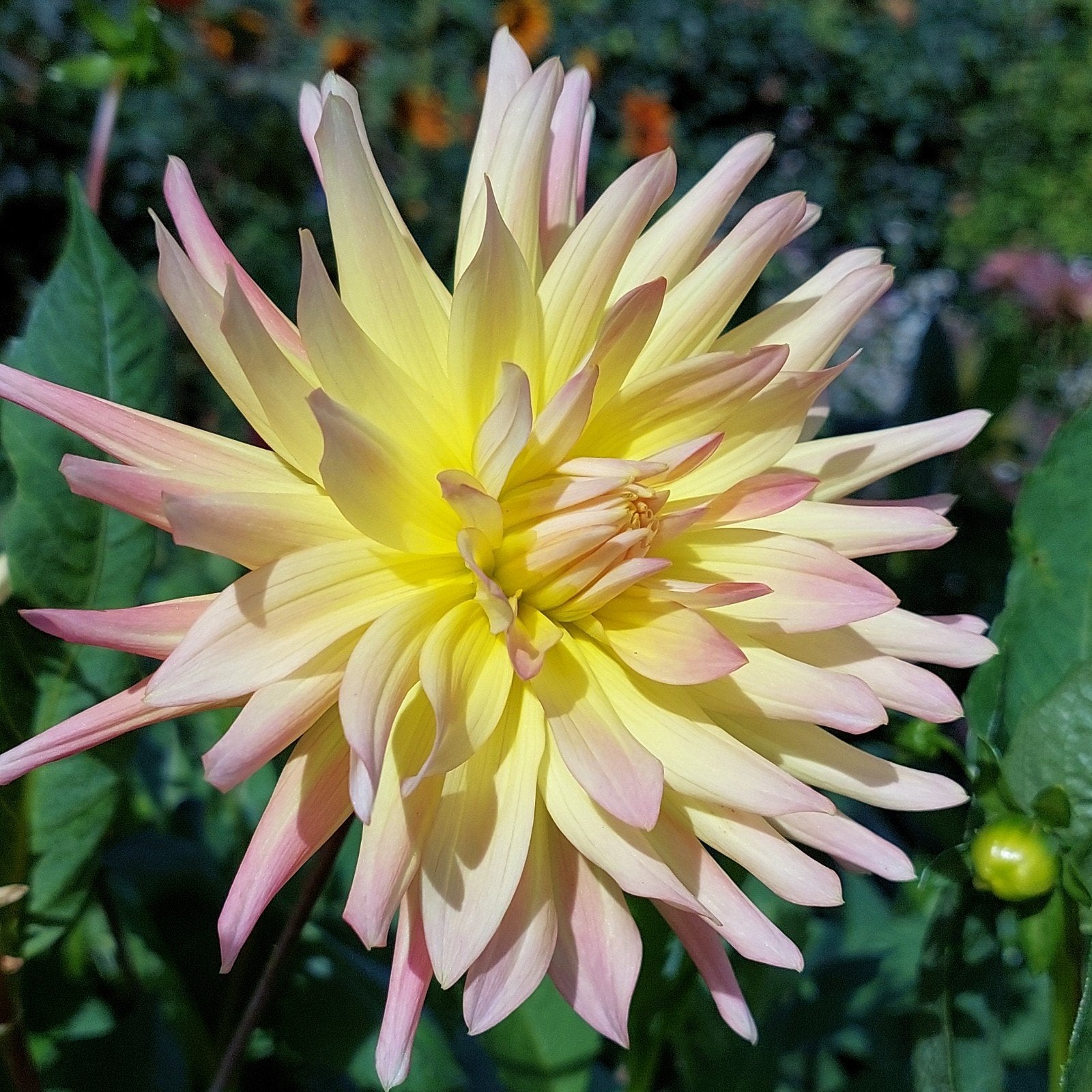 Grote dahlia planten in pot, snel bloemen in je tuin, Ophalen, Volle zon