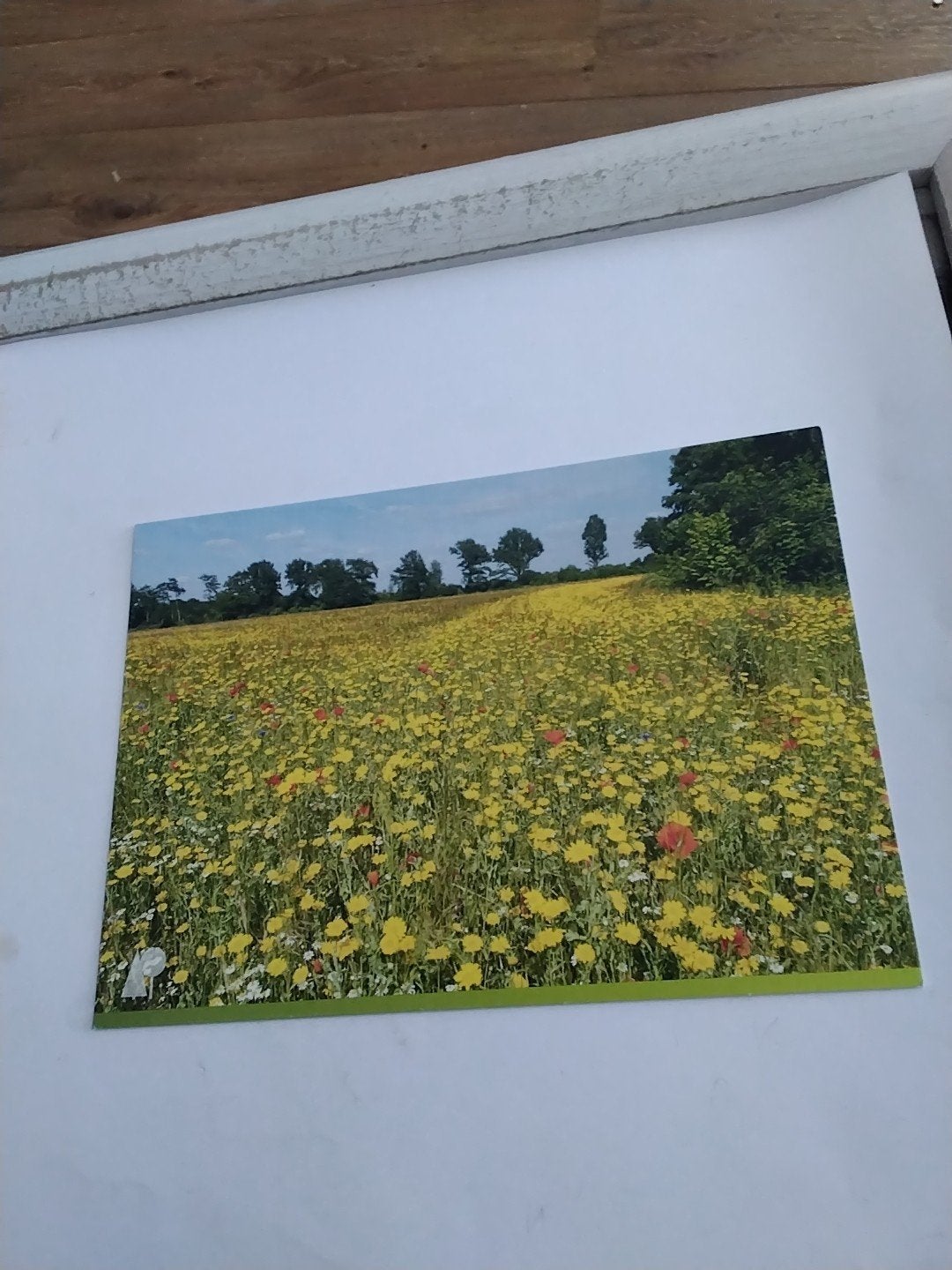 Ansichtkaart Brabants Landschap - Bloemenveld, Ophalen of Verzenden, 1980 tot heden, Ongelopen, Noord-Brabant