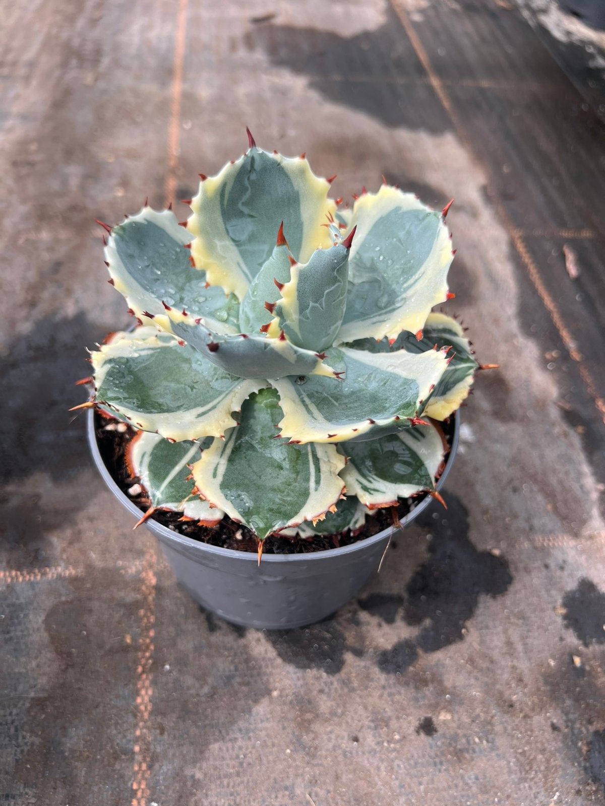 Agave potatorum variagat pot13cm, Tuin en Terras, Ophalen of Verzenden, Bloeit niet, Overige soorten, Volle zon