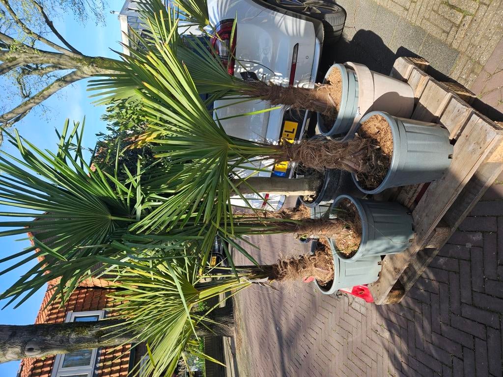 Grote Chamaerops Humilis 180cm hoog, Tuin en Terras, Planten | Bomen, Volle zon, Ophalen of Verzenden, 100 tot 250 cm, Olijfboom