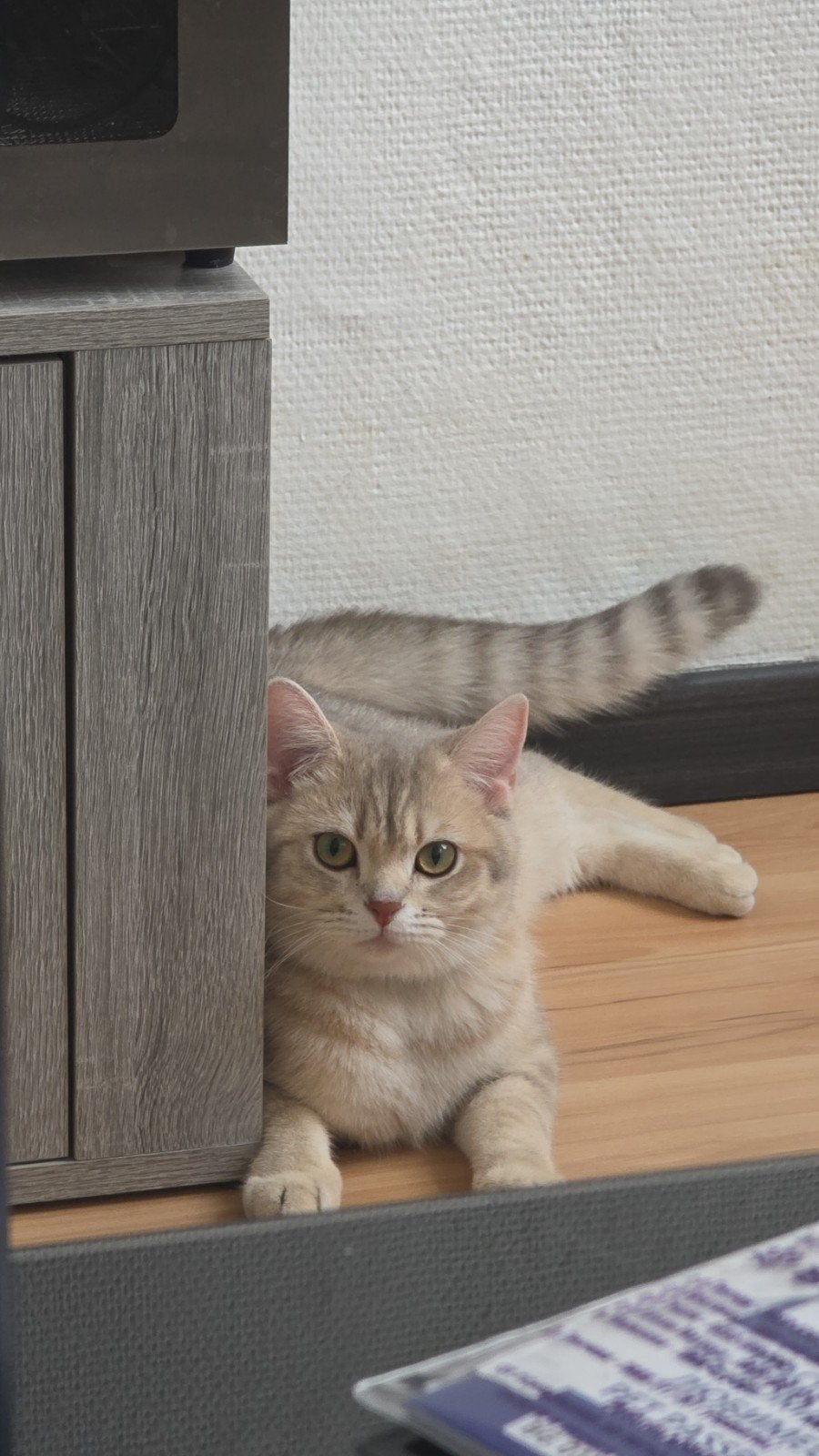 British Korthaar, Poes, Gechipt, 0 tot 2 jaar