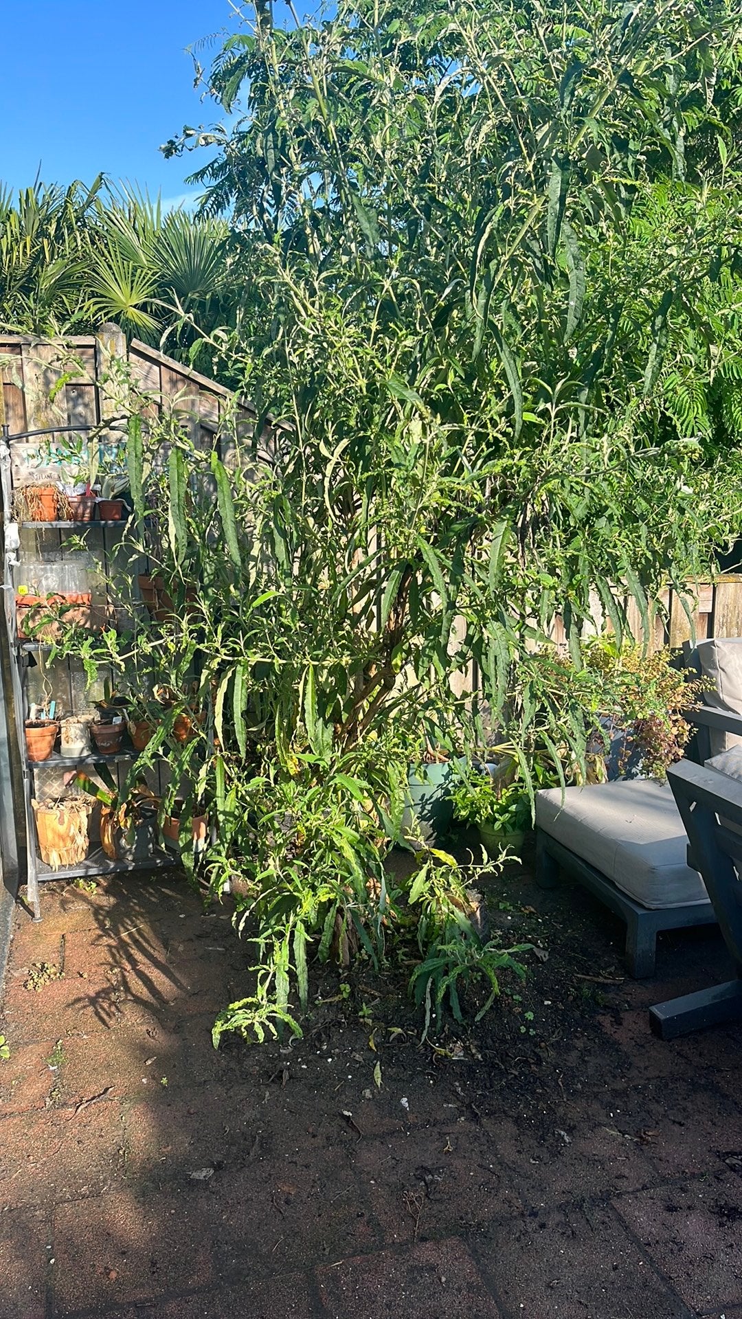 Vlinderstruik zeg uitgraven, Tuin en Terras, Planten | Bomen, Overige soorten, 100 tot 250 cm, Zomer, Ophalen