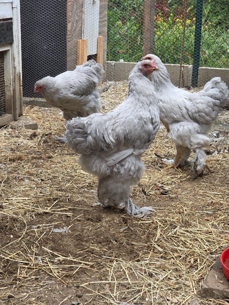 Brahma haantjes, Dieren en Toebehoren, Pluimvee, Mannelijk, Kip
