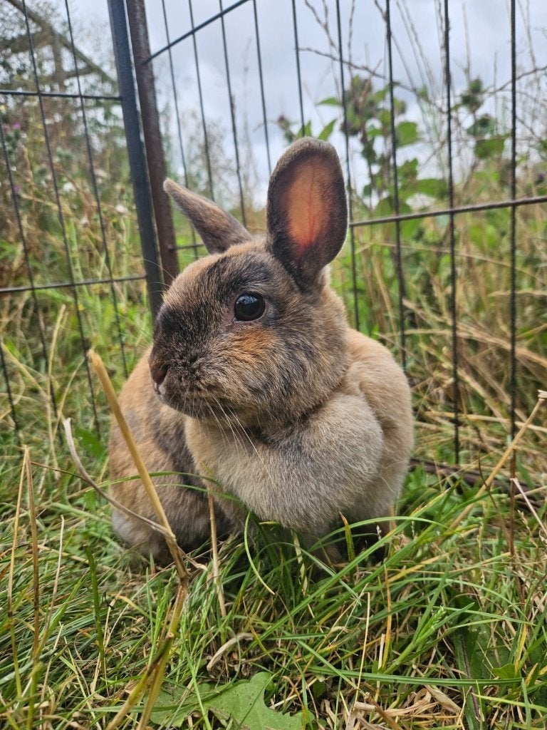 Poppy zoekt een huisje!, Dieren en Toebehoren, Vrouwelijk, Klein, 3 tot 5 jaar