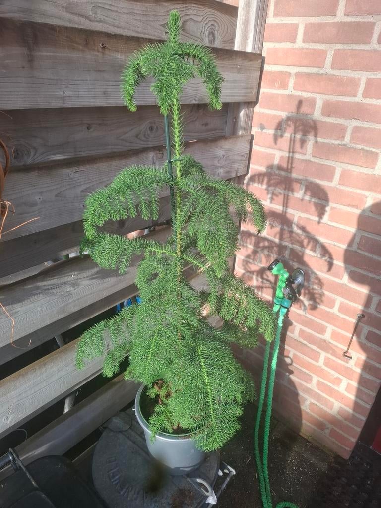 Apenboom (Araucaria araucana) - Winterharde Conifeer, Volle zon, Vaste plant, Bloeit niet, Ophalen