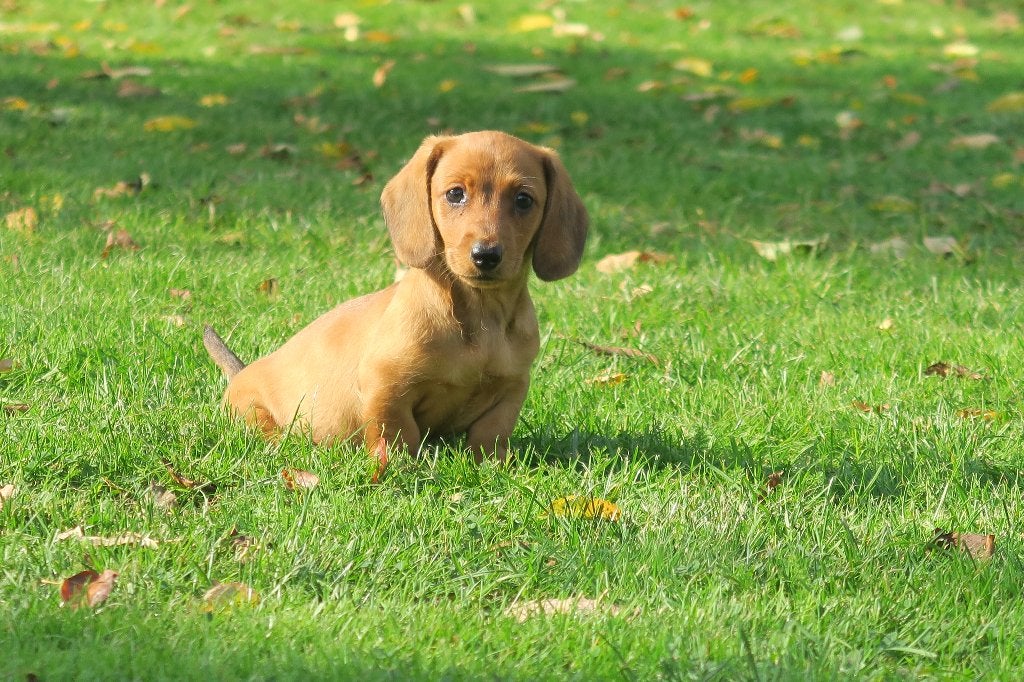 Korthaar dwerg Teckel pups teefjes, Nederland, CDV (hondenziekte), 8 tot 15 weken, Korthaar