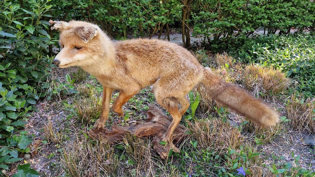 Fraai opgezette vos op voetstuk, Verzamelen, Dierenverzamelingen, Ophalen, Zo goed als nieuw, Wild dier, Opgezet dier
