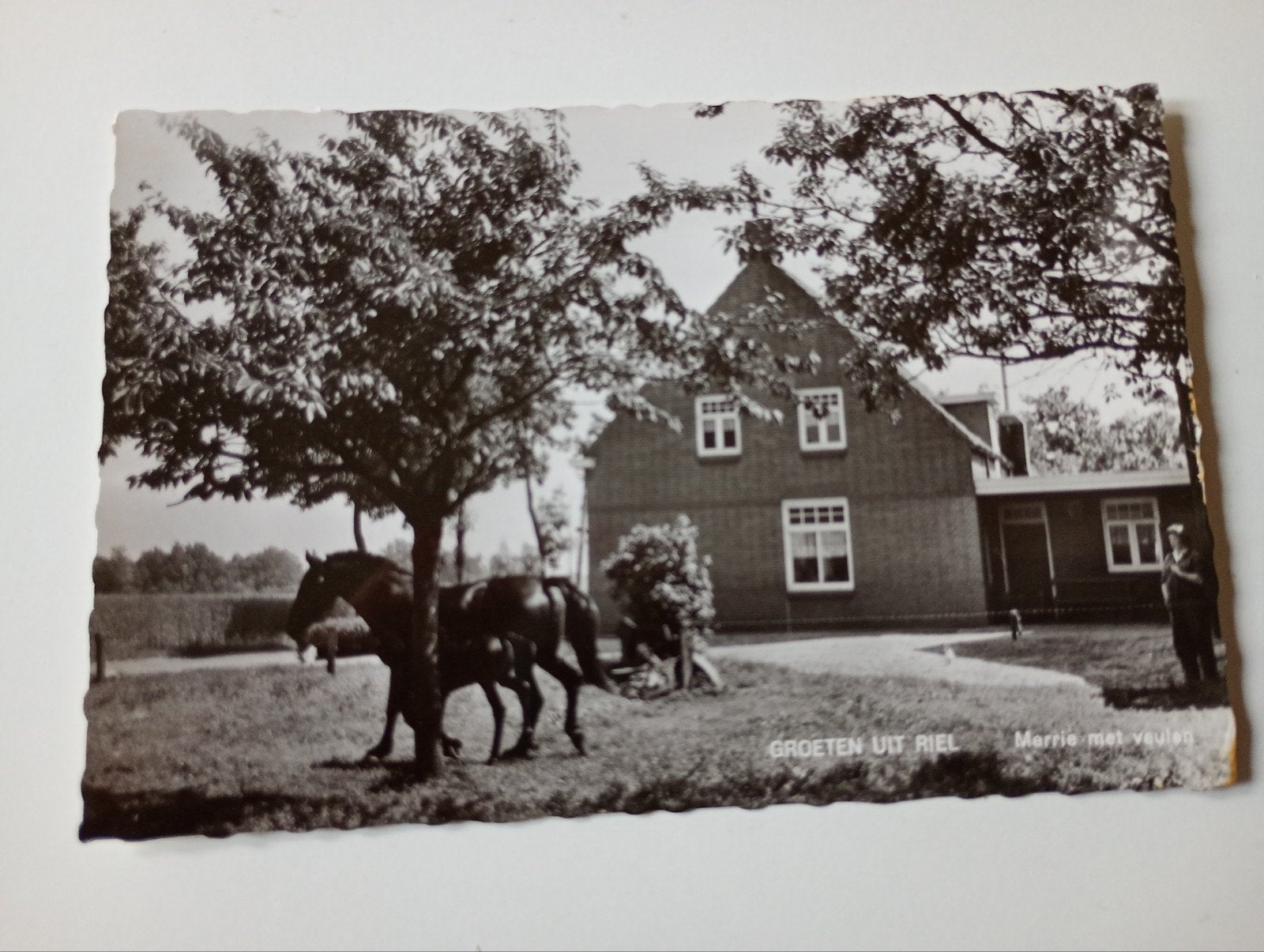 Riel bij Goirle Boerenleven 1964, Ophalen of Verzenden, 1960 tot 1980, Gelopen, Noord-Brabant