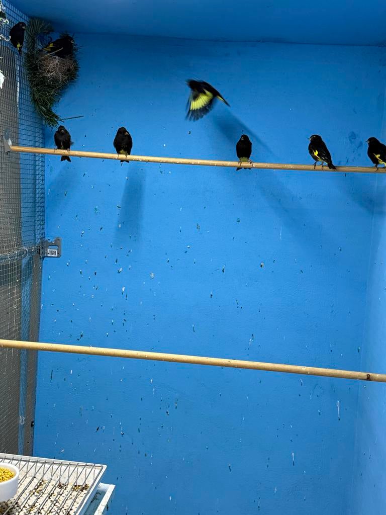 Zwarte sijzen, Dieren en Toebehoren, Meerdere dieren, Geringd