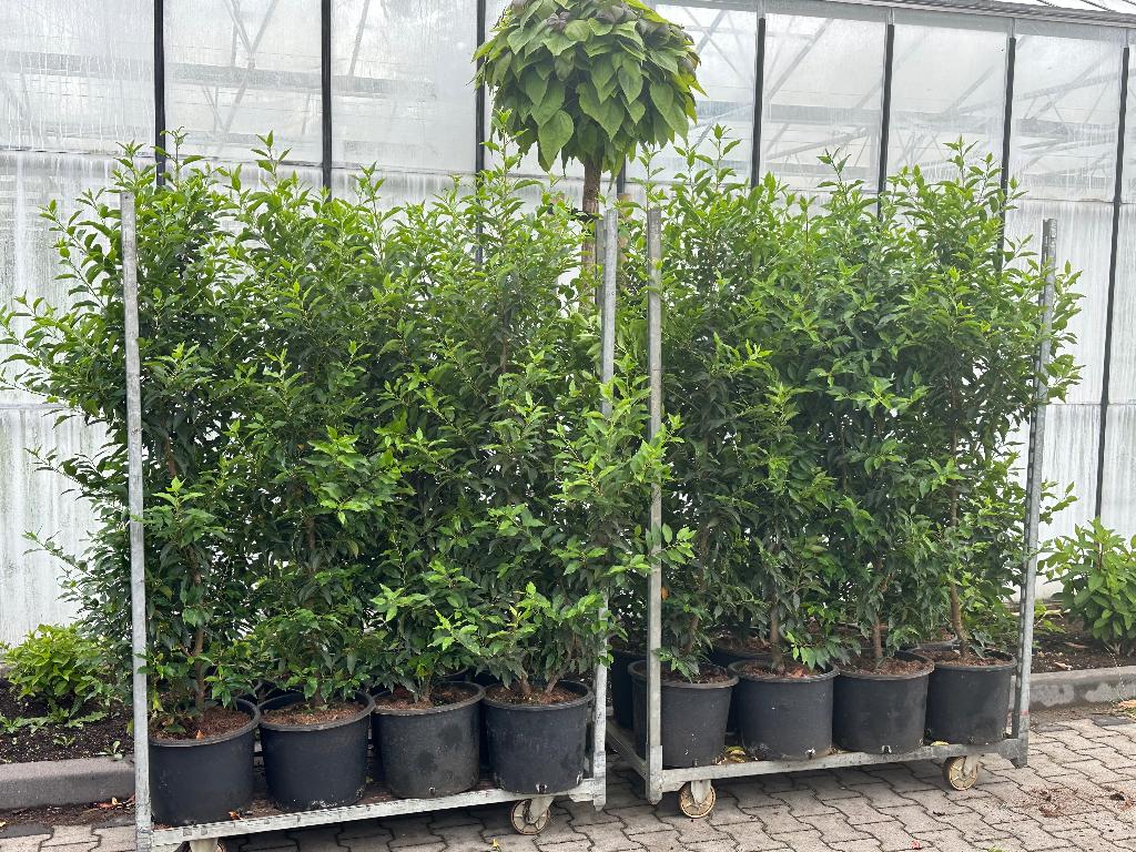 Portugese Laurier pot gekweekt maat 150-175 cm, Tuin en Terras, Planten | Struiken en Hagen, Ophalen, Laurier, Haag, 100 tot 250 cm