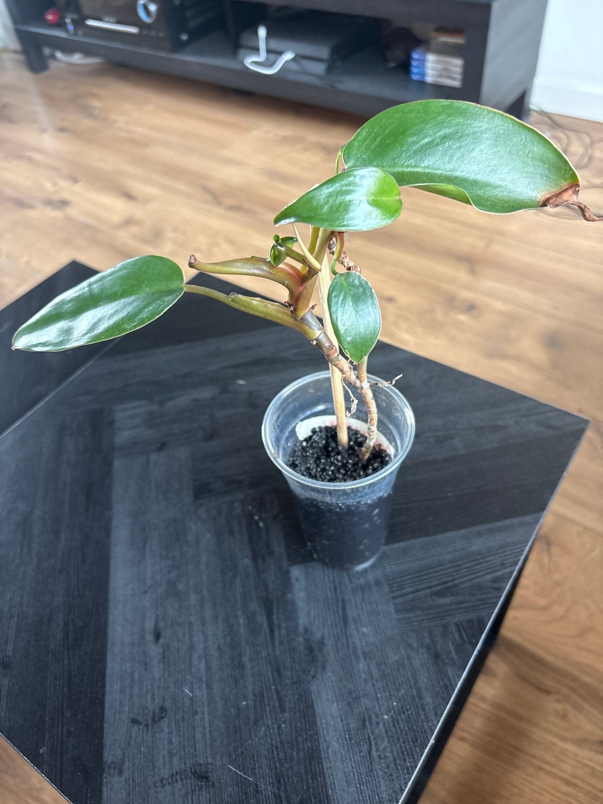 Philodendron Red Emerald stekje in Fluval, Vaste plant, Bloeit niet, Halfschaduw, Ophalen