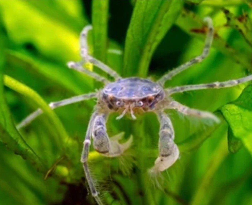 THAI MICRO CRAB - Limnopilos naiyanetri, Dieren en Toebehoren, Vissen | Aquariumvissen, Kreeft, Krab of Garnaal, Zoetwatervis