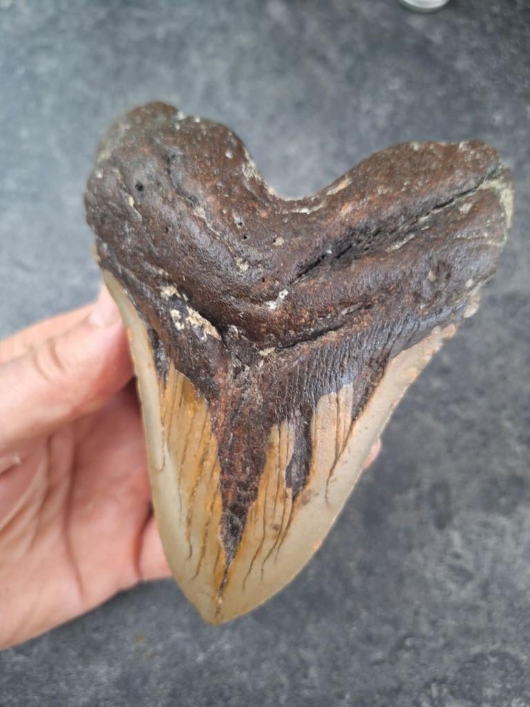 MEGALODON TAND USA	302	gr	13.3x9.9x2.8cm *GROOT*, Ophalen of Verzenden, Fossiel