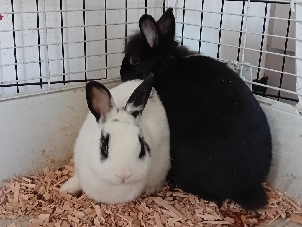 2 lieve konijntjes, Mannelijk, Dwerg, 3 tot 5 jaar