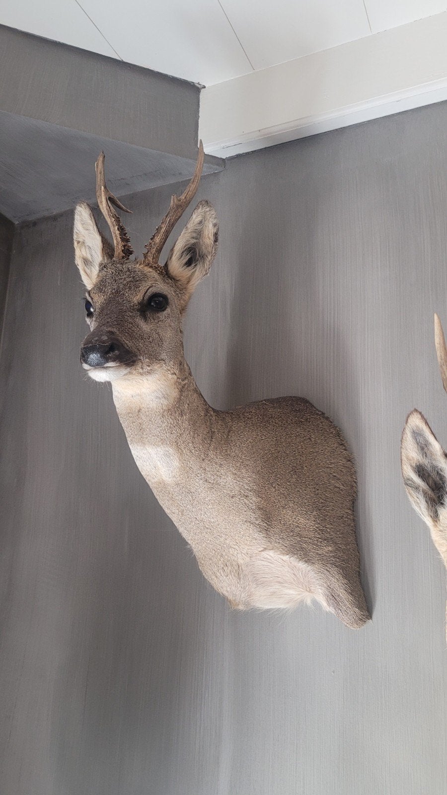 Nieiwe opgezette reekop - opgezette dieren Prachtige wanddec, Verzamelen, Dierenverzamelingen, Ophalen of Verzenden, Nieuw, Hert