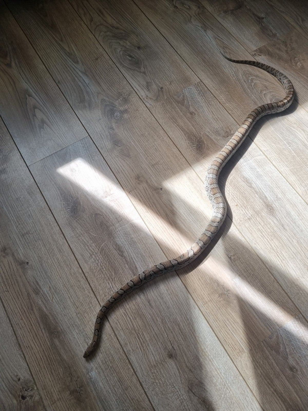 Koppel rattenslangen Rat Snake photo 5