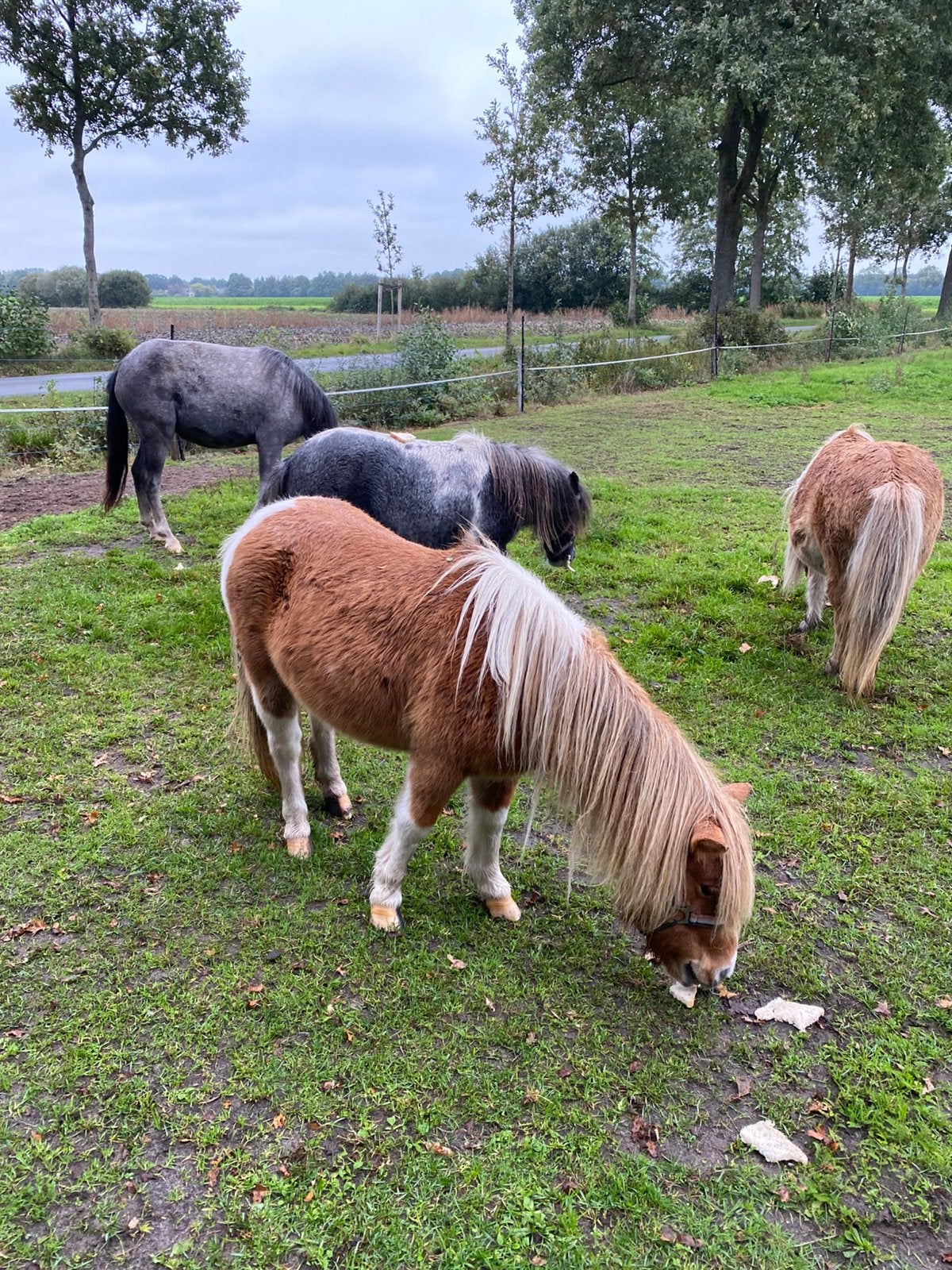 Kleine maat shetland merries en welsh A merrie, Merrie
