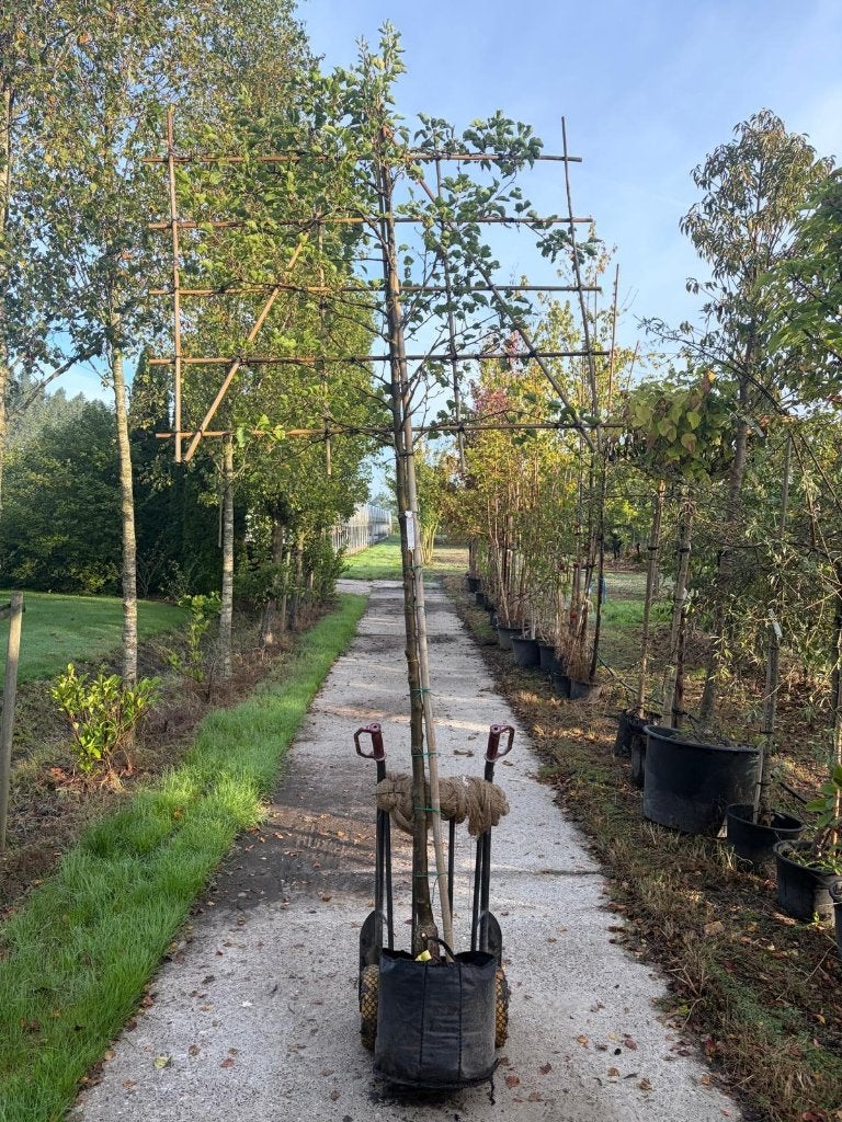 sierpeer leivorm 200 cm stam  180x120 Pyrus Chanticleer, Leiboom, Lente, 250 tot 400 cm, Ophalen