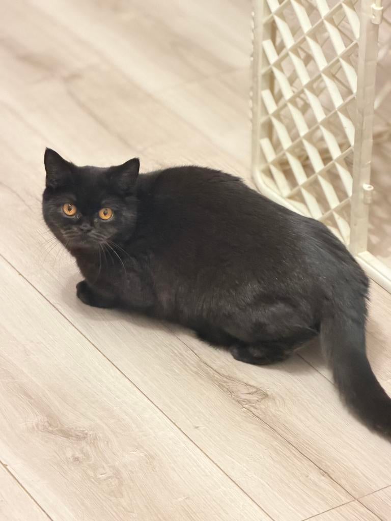Britse katten, 100% raszuiver. De ouders hebben stambomen., Dieren en Toebehoren, Katten en Kittens | Raskatten | Korthaar, Kater