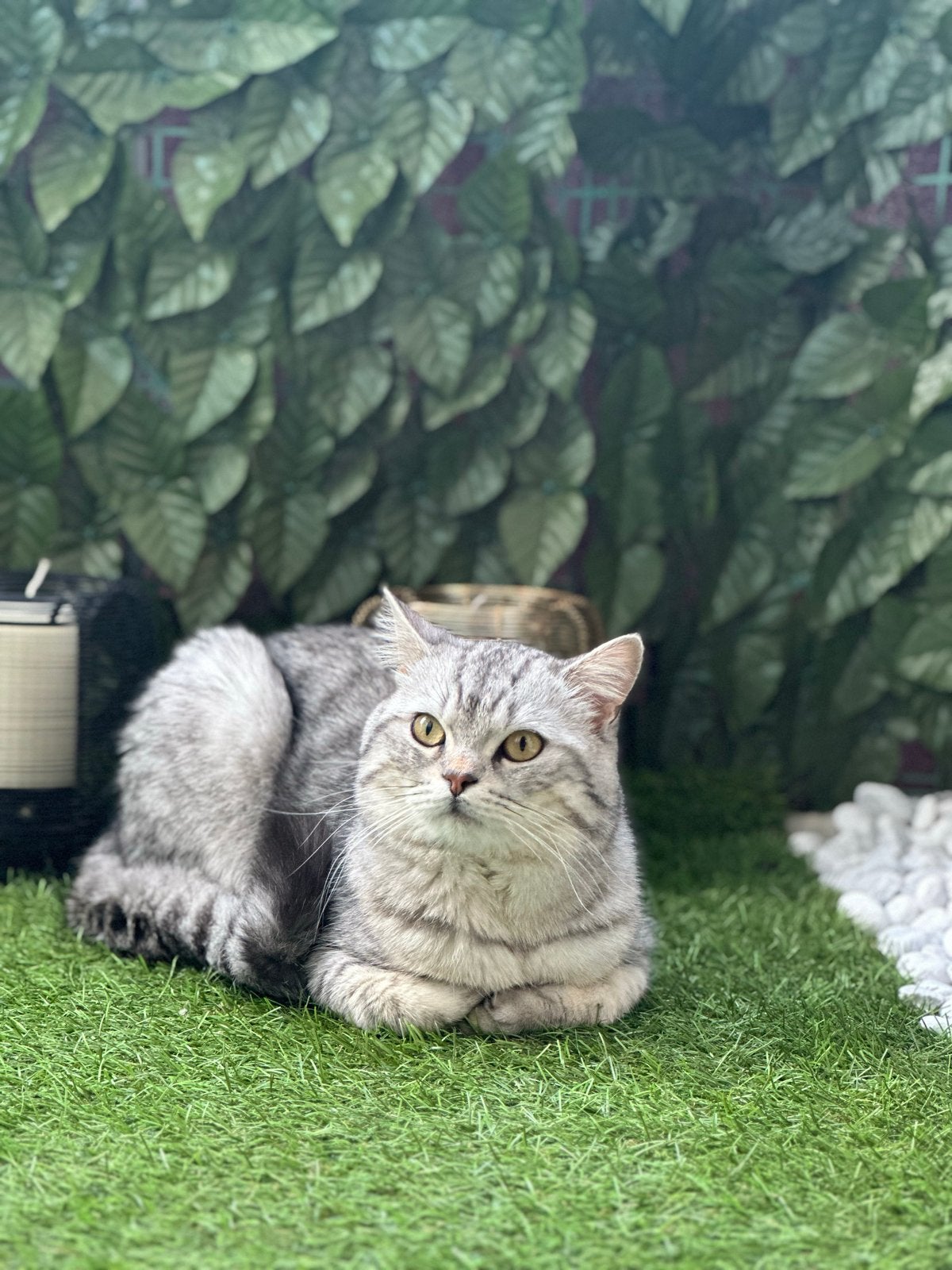 Tommy zoekt nieuwe huis, Dieren en Toebehoren, Katten en Kittens | Overige Katten, Kater