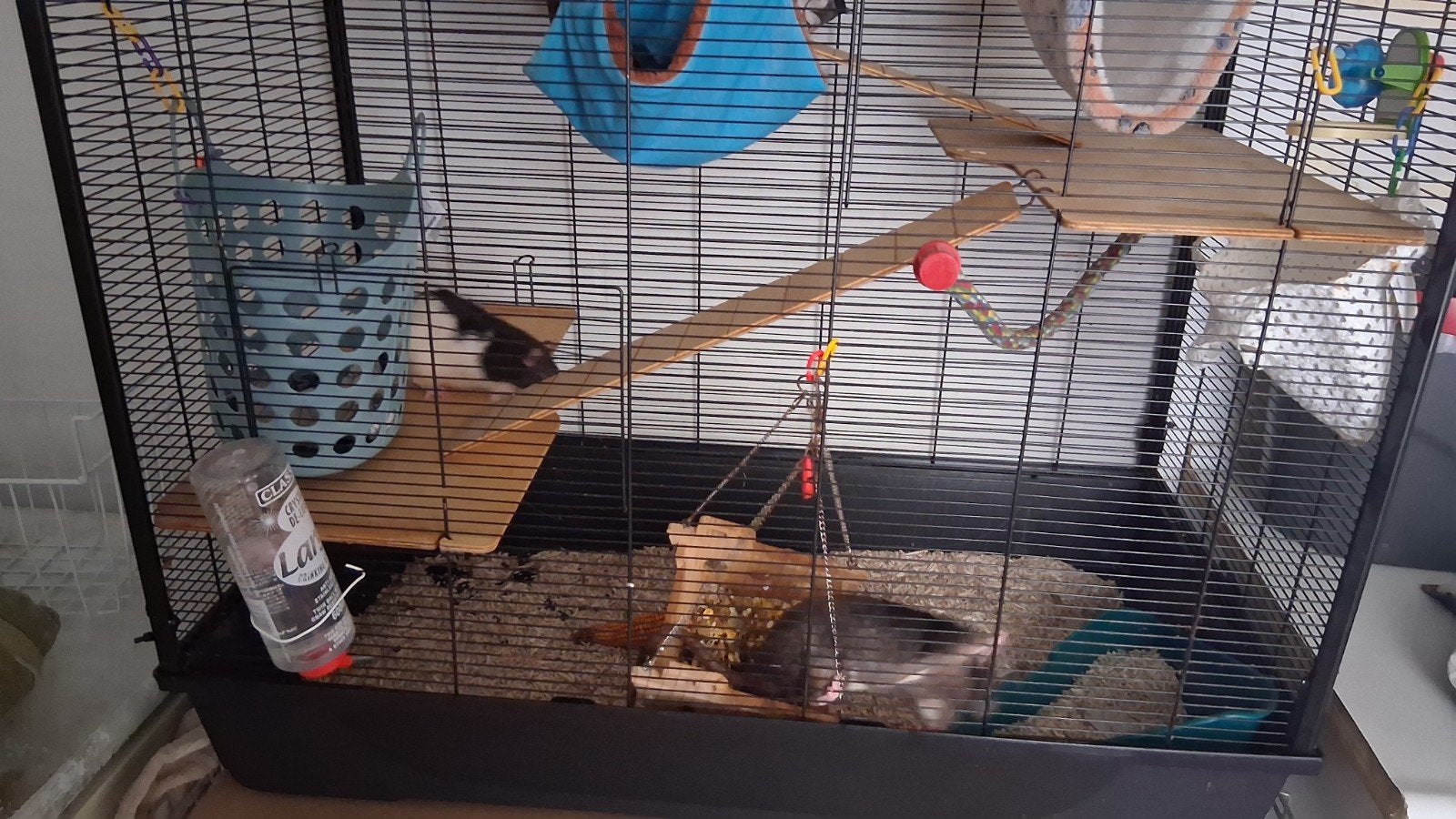 tamme ratten, Dieren en Toebehoren, Gebruikt, Ophalen of Verzenden, 90 cm of meer, 75 tot 110 cm