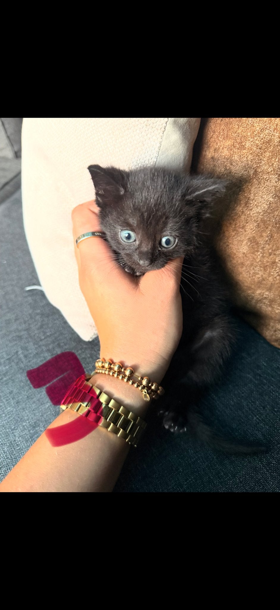 Kitten (mannetje), Dieren en Toebehoren, Katten en Kittens | Overige Katten, Kater, Kortharig, 0 tot 2 jaar
