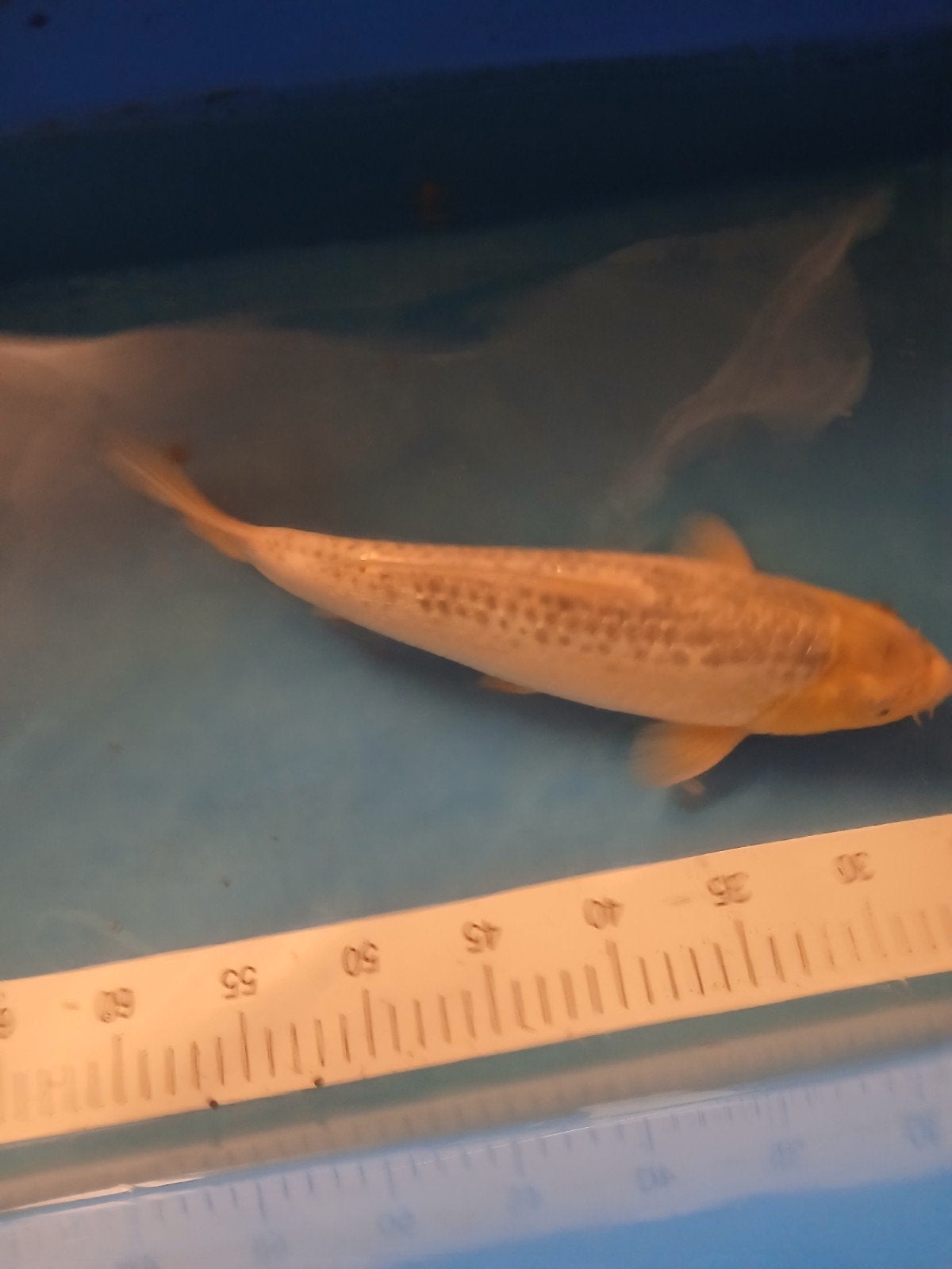koi karpers, Dieren en Toebehoren, Karper of Koi