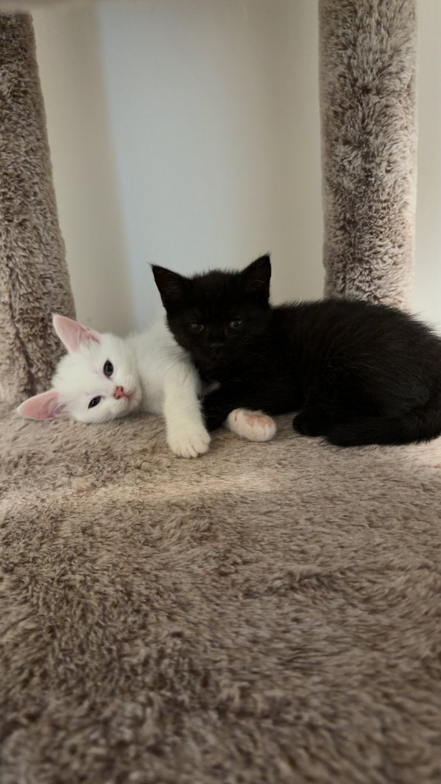 Kittens, Dieren en Toebehoren, Meerdere dieren, 0 tot 2 jaar